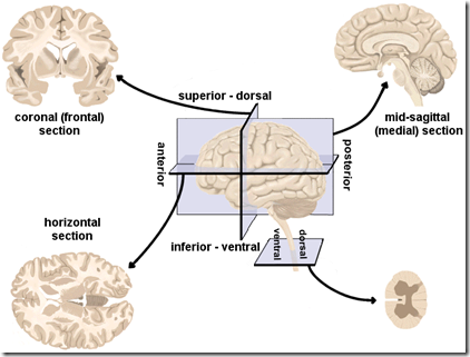 NeuroLearn: Human Brain: Directions, cross-sections and divisions